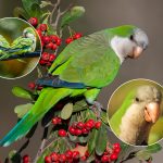 Munkeparakitten – kystens invaderende papegøje