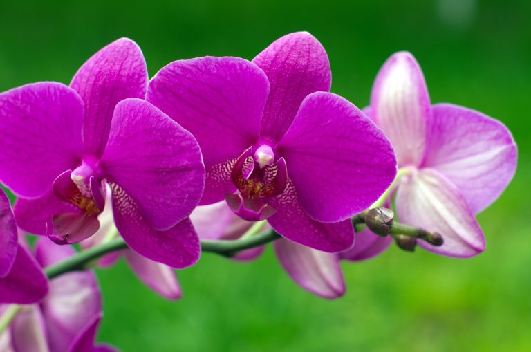 Besøg Europas største orchidarium i Estepona