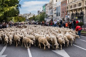 Når får indtager Madrids gader
