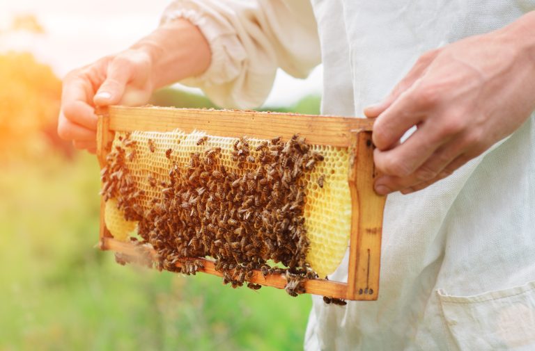 The,Beekeeper,Holds,A,Honey,Cell,With,Bees,In,His