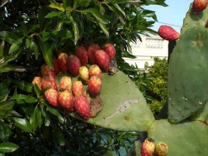 Kaktusfigen – en sund delikatesse