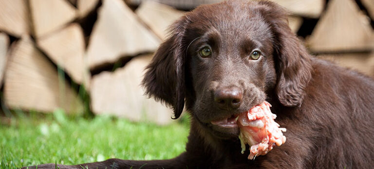 Raw Food – Kan man fodre sin hund med rå ben og råt kød?