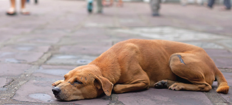 Forudsige kim barmhjertighed Vilde og herreløse katte og hunde i Spanien – La Danesa