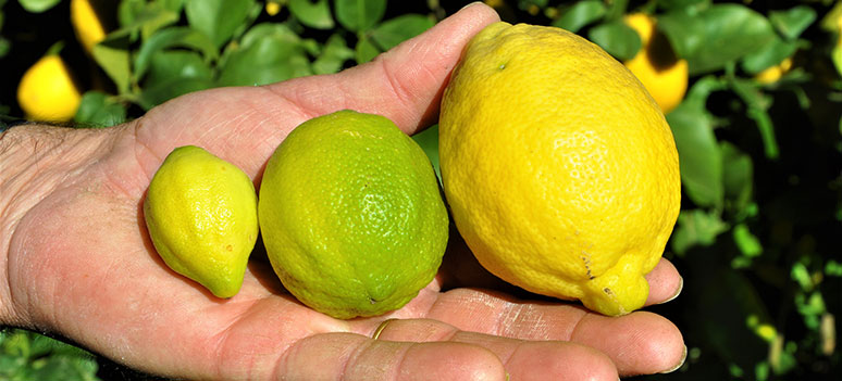 citroner 