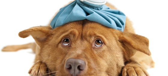 Når hunde smittes med en leptospirose-infektion