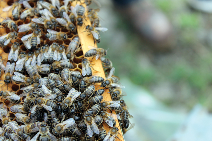 Sabor a Málaga – Globalt: Pesticider truer honningbien