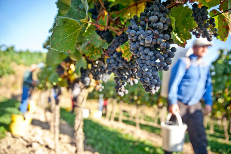 Hvordan laver man vin? – og hvorfor er der prisforskel på dem?