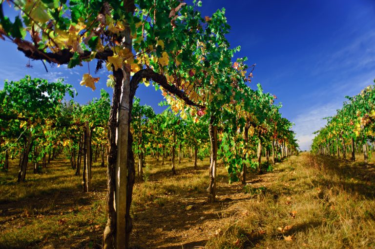 En rejse til nogle af Andalusiens mest spektakulære vingårde