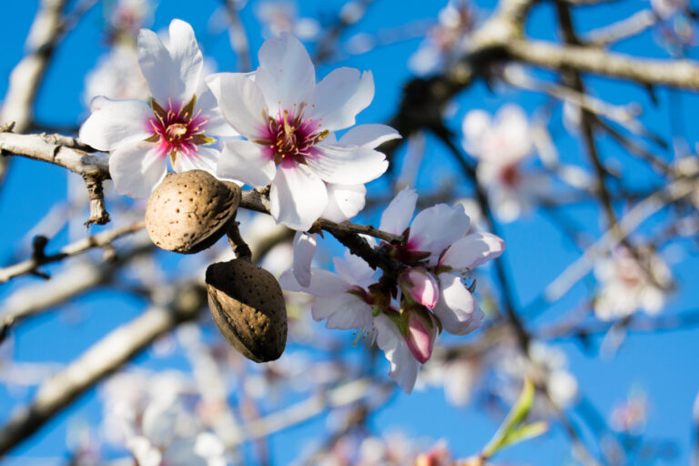 The,Almond,Tree,Flowers,With,Branches,And,Almond,Nut,Close