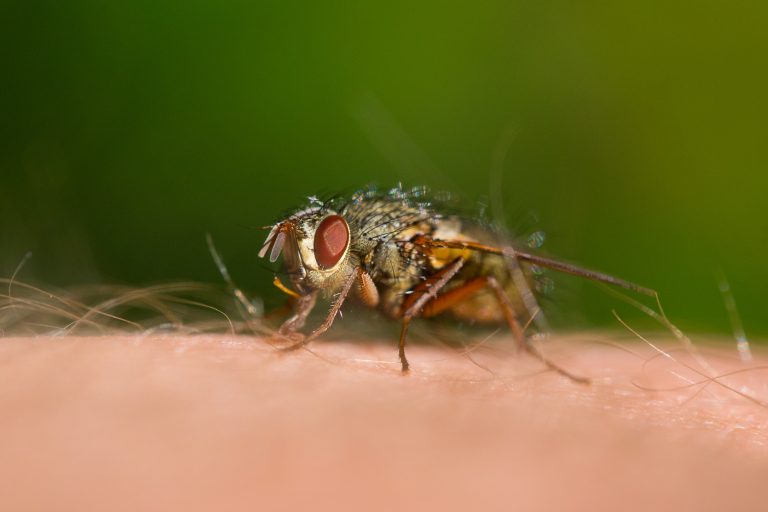 Advarsel! Kvægmyggen kan udgøre en sundhedsrisiko