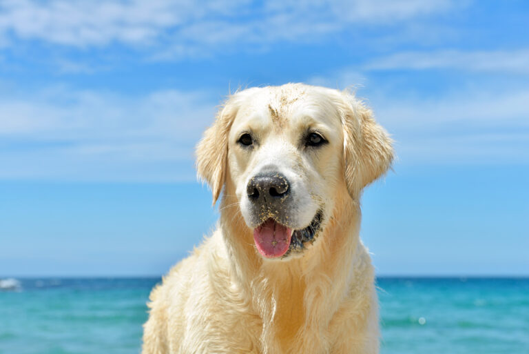 Dog,On,The,Beach,-,Golden,Retriever,,Close-up,Shot