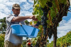 Hedebølgen truer spansk vinproduktion
