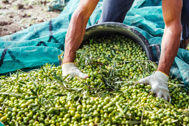 Dårligste olivenhøst i 100 år