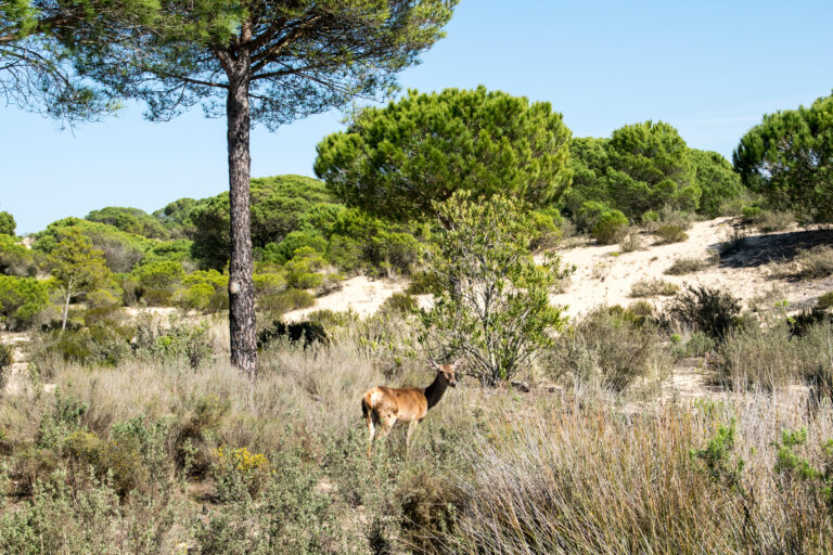 UNESCO mod lovforslag om øget landbrugsvanding i nationalparken Doñana