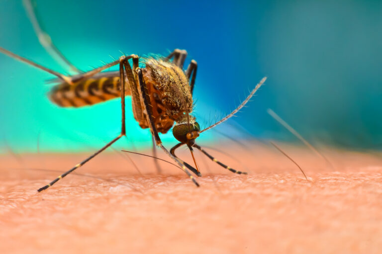 Mosquito Alert - "Hvis du bliver stukket, så meld det!"