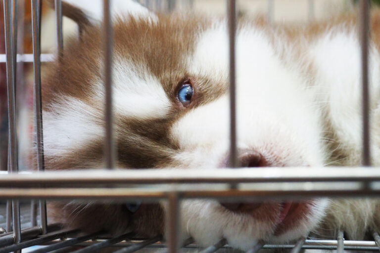 Siberian,Husky,Puppies,Are,Caught,In,A,Cage