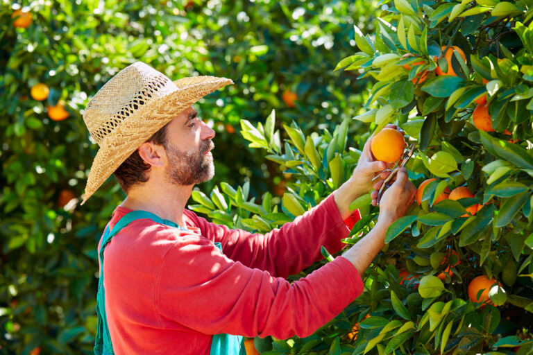 Farmer,Man,Harvesting,Oranges,In,An,Orange,Tree,Field