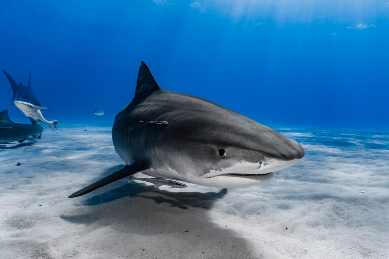 Hajer i Middelhavet – myter og fakta