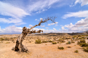 Spaniens ørkenområder vokser