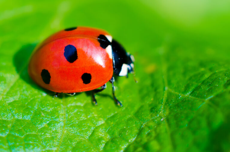 Ladybug,On,A,Green,Leaf,Macro