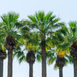 Nye palmer på Palmegaden