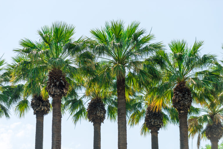 Nye palmer på Palmegaden