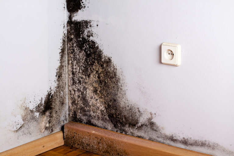 Black,Mold,In,The,Corner,Of,Room,Wall