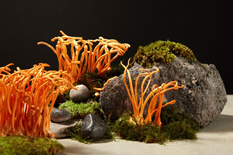 Minimal,Natural,Scene,With,Cordyceps,On,Green,Moss,And,Gray