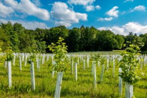 Andalusien vil plante 1,5 millioner træer for at absorbere CO2