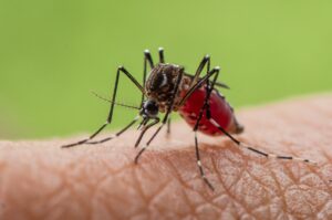 Tigermyggen invaderer Andalusien