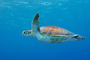 Rincón de la Victoria vil redde havskildpadder