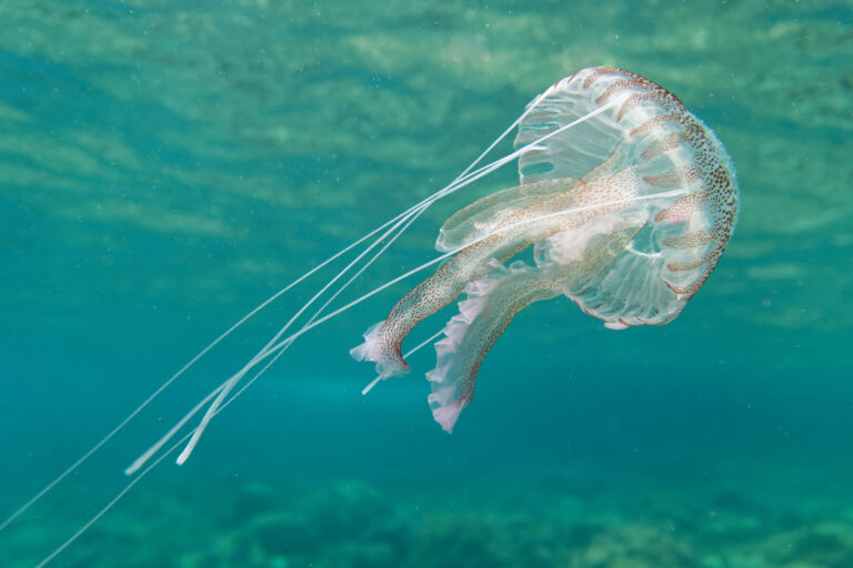 Flere vandmænd i badevandet
