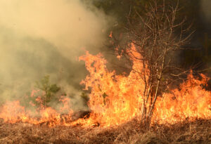 Endnu en omfattende brand i Tarifa – 2.000 evakueret
