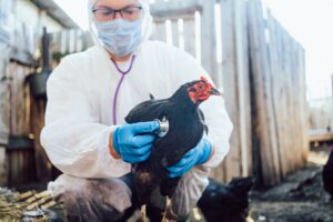 Døde fugle vækker bekymring om fugleinfluenza