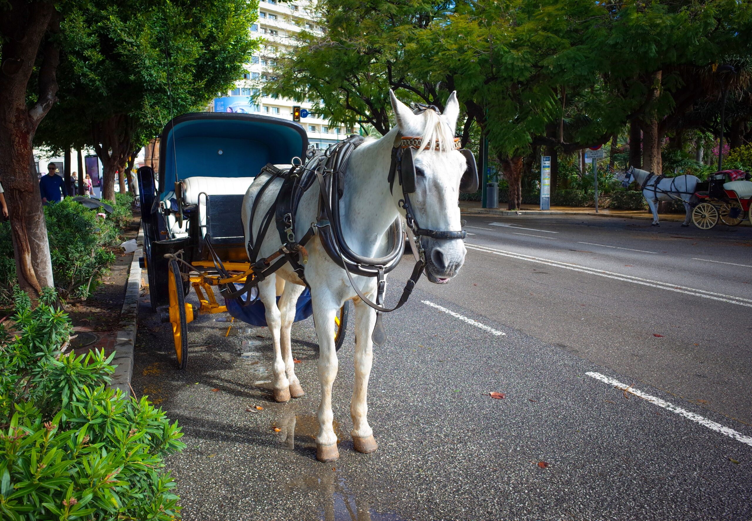 Aktuel kommentar: Dyrevelfærd – med døden til følge