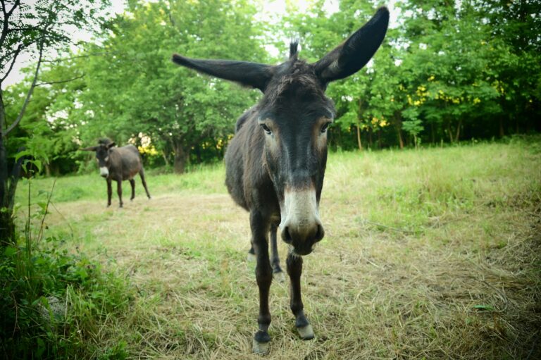 Rekreativ park for æsler i Mijas